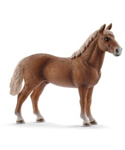 Morgan Horse Hengst.jpeg